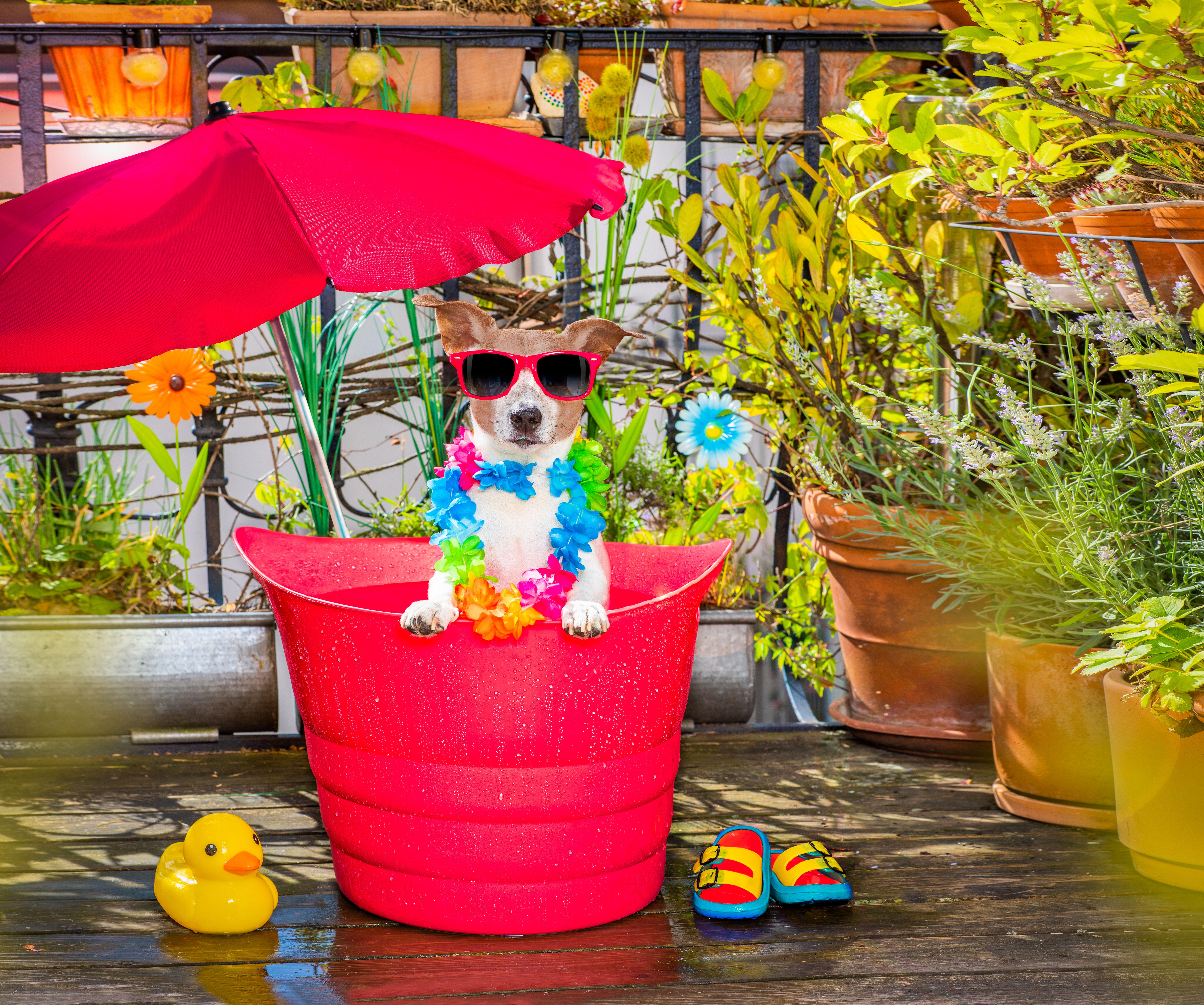 Discover The Best Pet-Friendly Luxury Cottages With Hot Tubs In The UK!