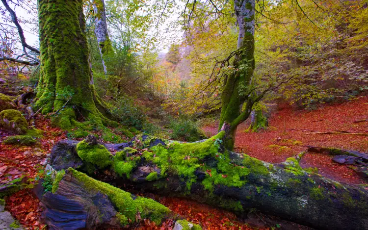 Selva de Irati