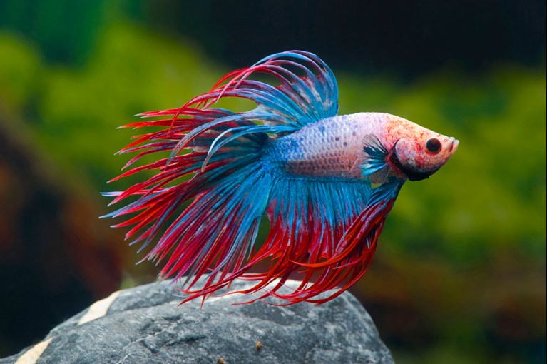 Most Expensive Betta Fish Type