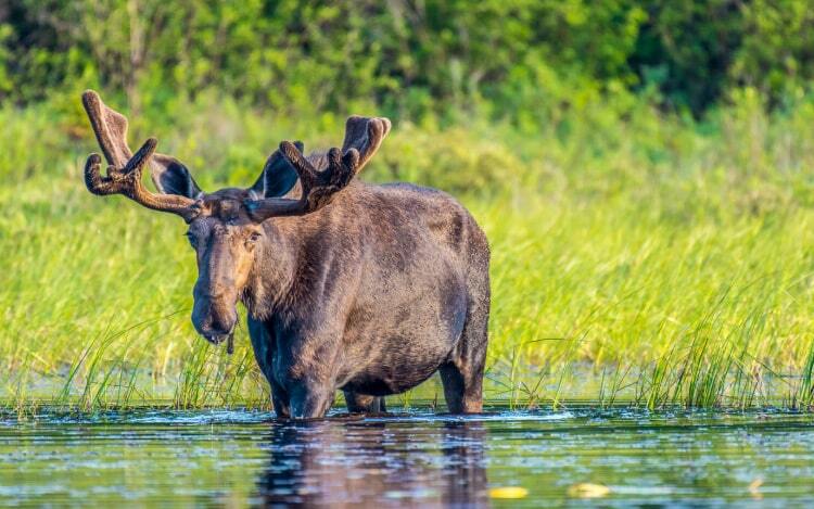 A bull moose stands in shallow water with long grass behind him.