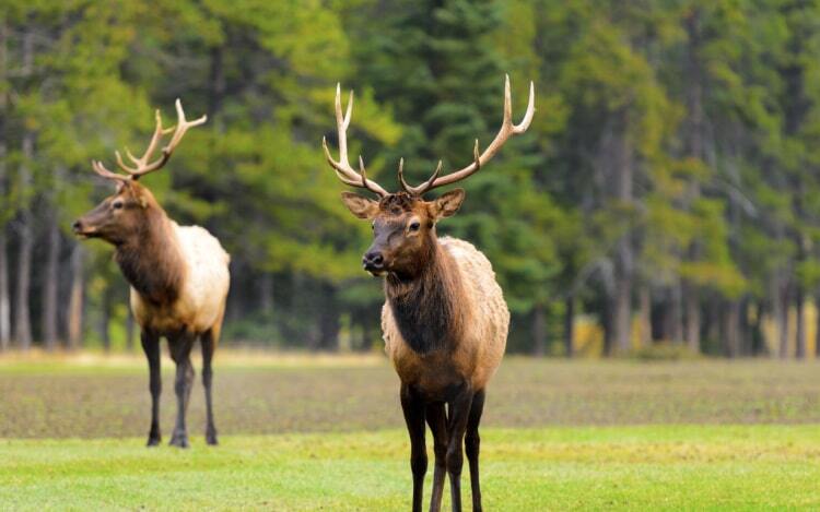 two elks with large antlers stand in an open field with trees behind them