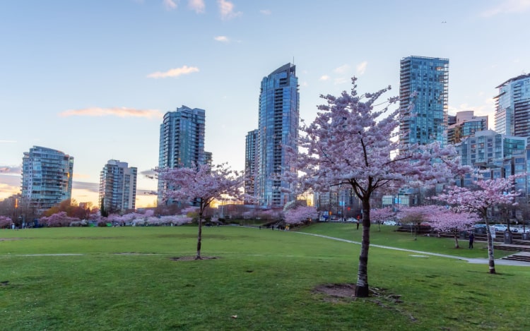 Several cherry blossom trees in a park in downtown Vancouver. There are glass skyscrapers in the distance under a clear blue sky.
