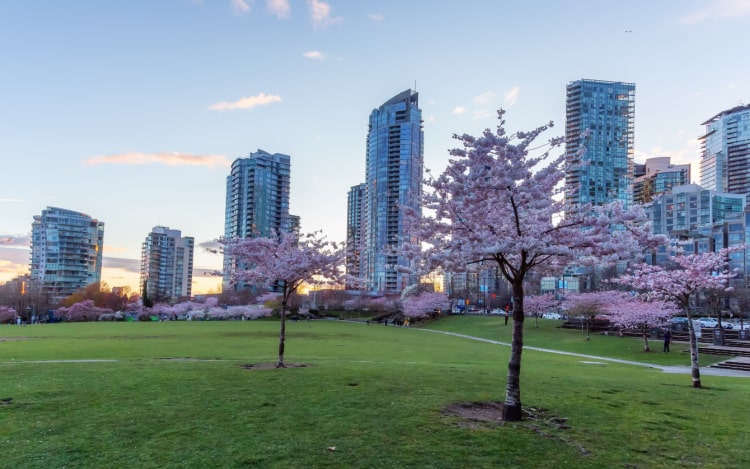 Several cherry blossom trees in a park in downtown Vancouver. There are glass skyscrapers in the distance under a clear blue sky.