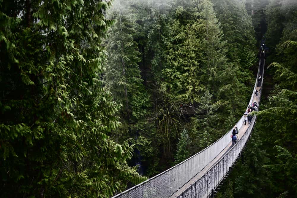 A rainy view of suspension bridge with giant trees all around