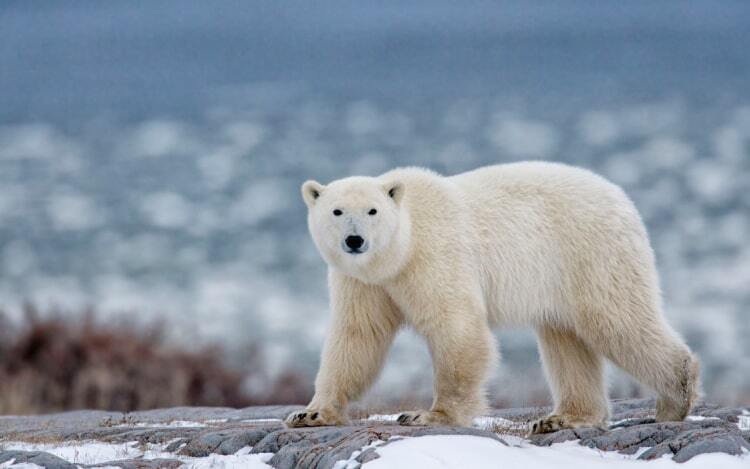 A polar bear looks directly into the camera as he walks over snowy rocks.