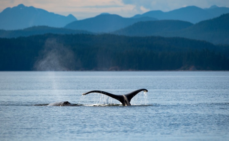 A whale’s tail emerging from blue water, with the silhouette of trees and blue mountains in the background
