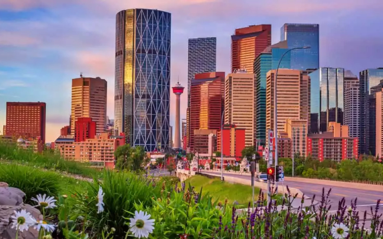 Grass and flowers with Downtown Calgary skyline in the background