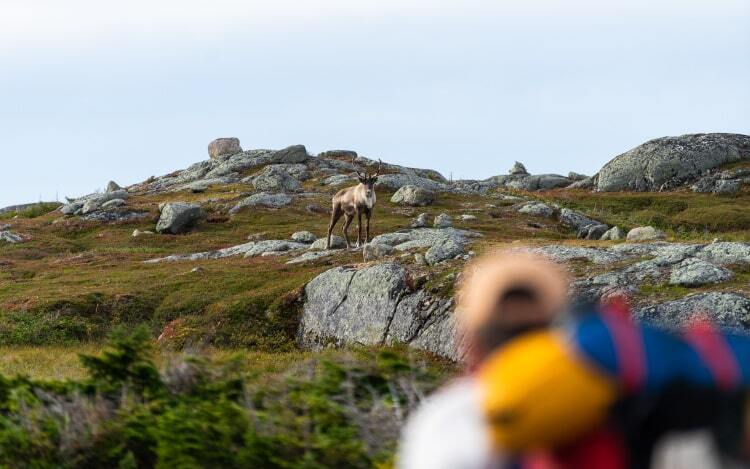 An out of focus walker spots a woodland caribou in the hills.
