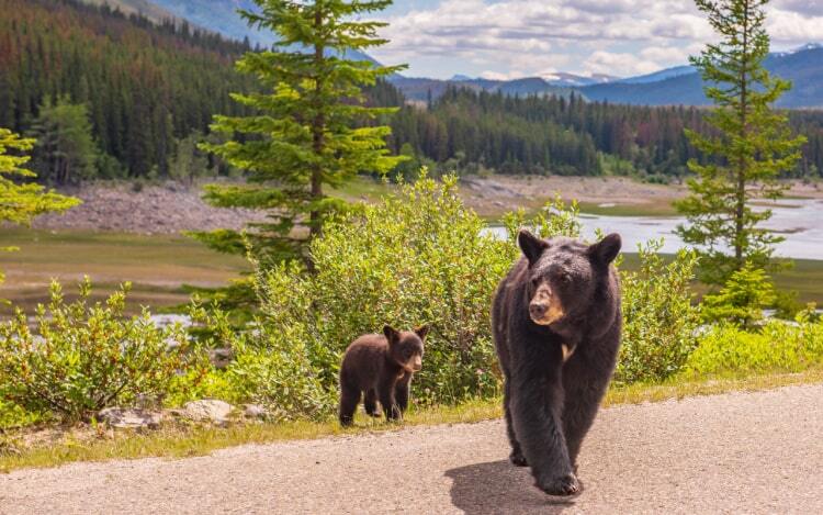 A dark brown bear and its cub walk onto a road from a grassy verge, with shrubbery, trees and a river behind them.