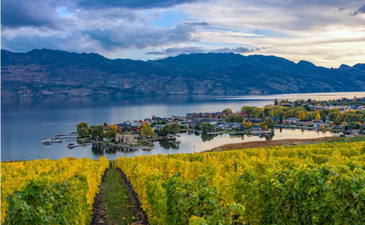 A green and yellow field with a path leading down to Lake Okanagan and the buildings on the still, blue water with mountains in the background