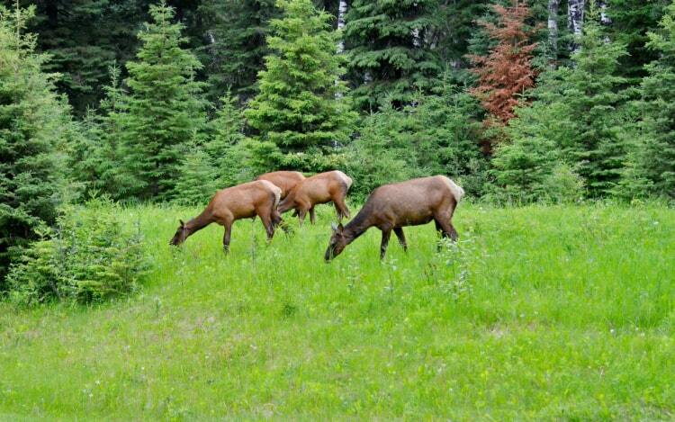 Three brown elk grazing in a meadow with trees lining the background of the image.