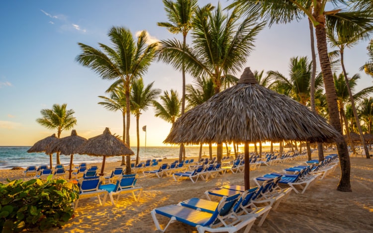 Over 20 blue and white beach lounge chairs laid out on the beach with 4 visible straw umbrellas covering some of them and palm trees towering over them.