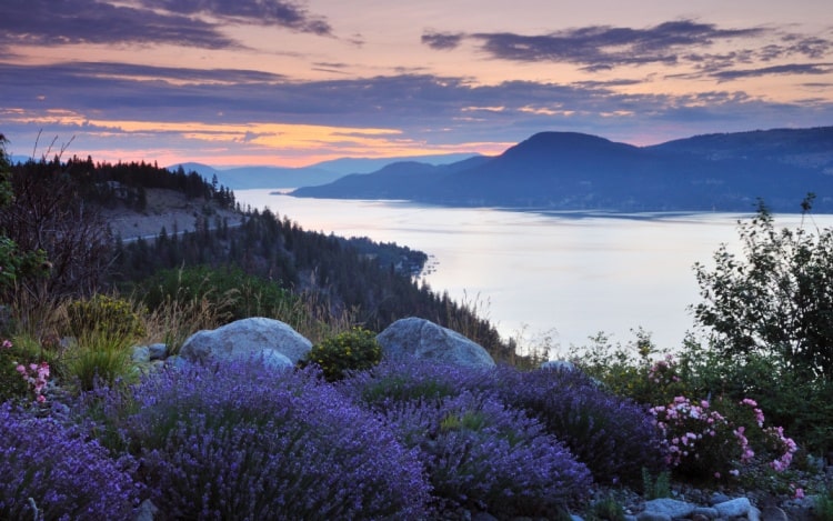 A photo taken of a river from a hill at sunset, with purple and pink flowers among the grass and an orange sky with grey clouds.