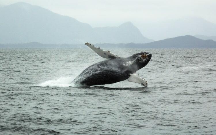 A whale with a black body and white fins emerges from the sea.