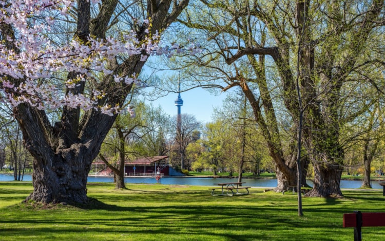 A Toronto park in spring with green grass, benches and blossoming trees. The CN Tower can be seen in the distance.