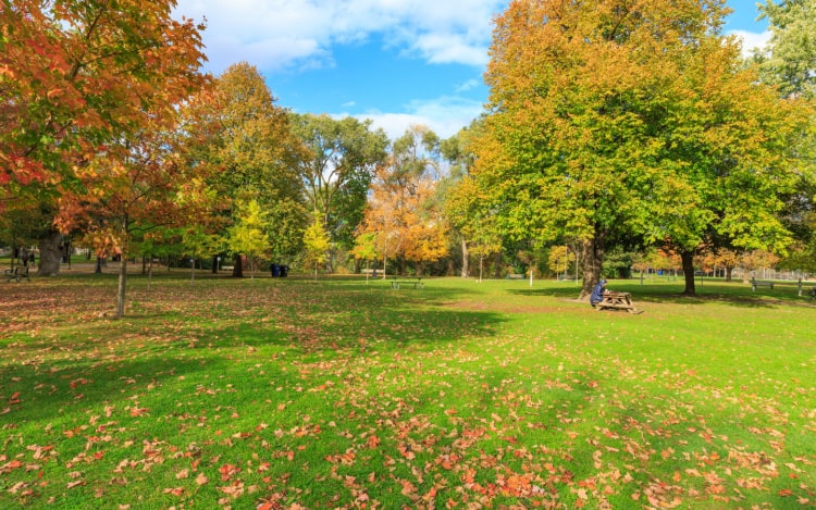 A park with green grass covered in fallen orange leaves, several trees with green, orange and red leaves, and a picnic bench in the background with a woman reading.