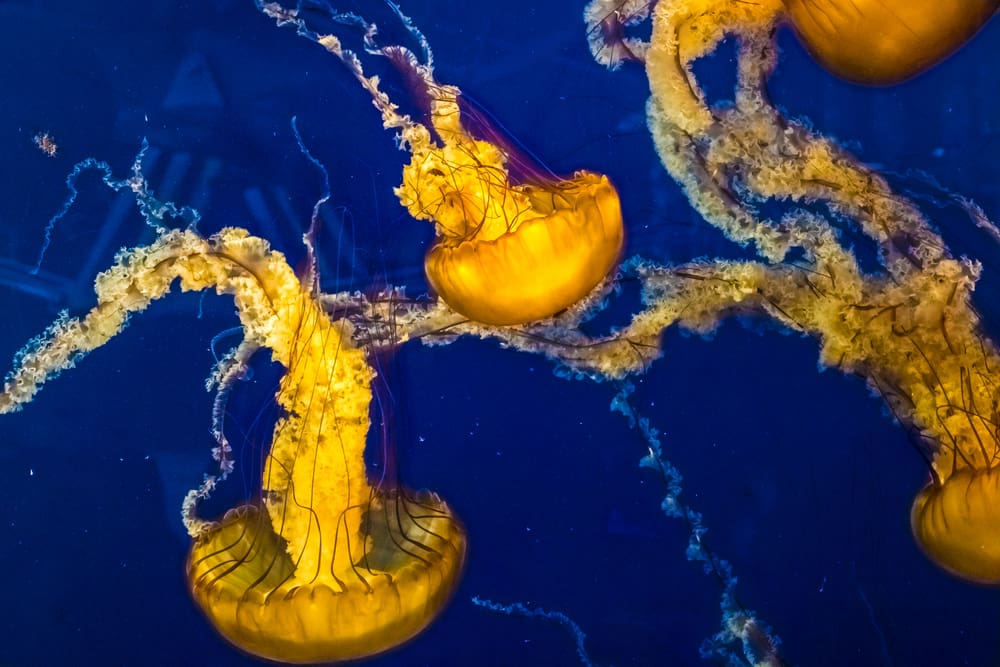 Bright yellow jellyfish swimming with deep blue background
