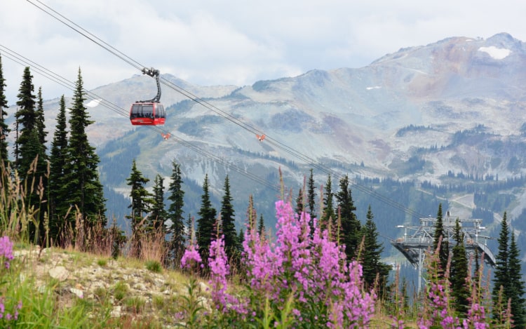 A hill in Whistler with purple flowers blooming and a red gondola. There is a mountain in the distance.
