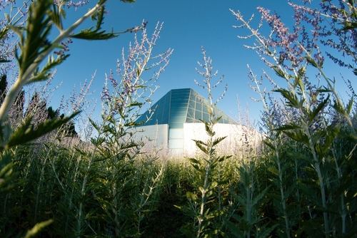 A low view of the Aga Khan Museum from long grass. It is a sunny day and there are blue skies above the museum.