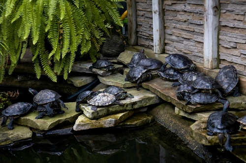 A family of black tortoises perched on rocks by a pond in Allan Gardens