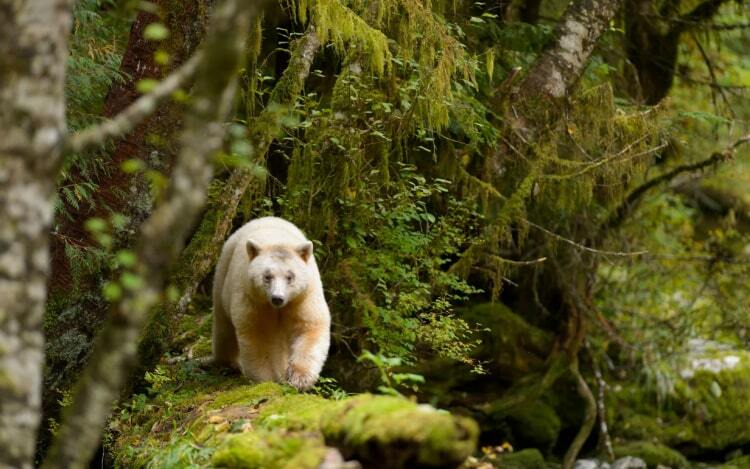 Best Places to See Wildlife in Canada