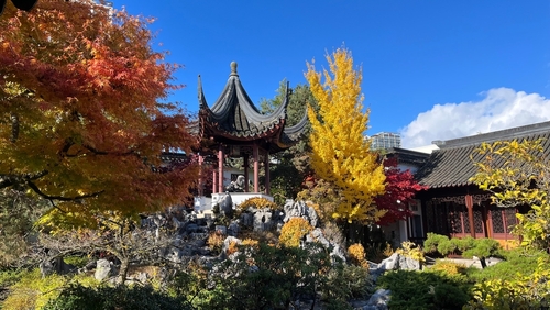 A view of a traditional Chinese building and garden in Vancouver. Vibrant orange and yellow trees can be seen alongside exposed rock.