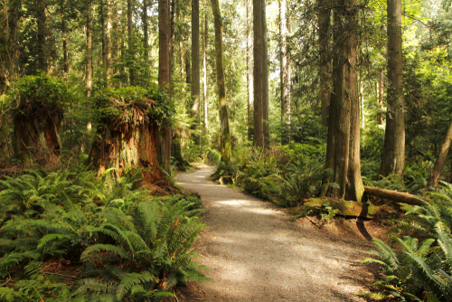 A view of a lush forest trail on a sunny day. You can see a variety of plants and trees on either side of a dirt path.