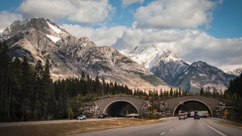 A view of the Trans-Canada highway with cars driving under a bridge. There are long trees and snowy mountains in the background.